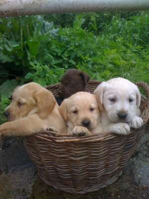 VAND CAINI LABRADOR RETRIVER BUCURESTI, IASI, BRASOV