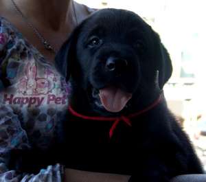 VAND CAINI LABRADOR RETRIVER BUCURESTI, IASI, BRASOV