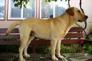 Pui labrador