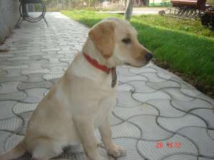 Pui labrador