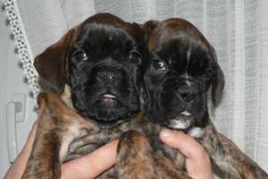 pui boxer cu pedigree