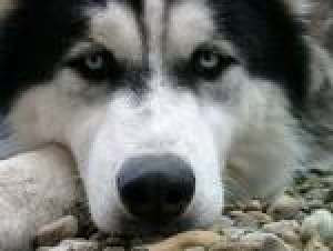 Cumpar/Adopt Caine Husky Siberian