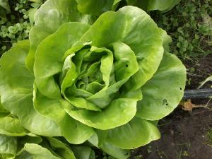 salata verde