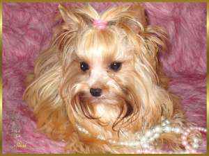 vand pui yorkshire terrier toy blonde