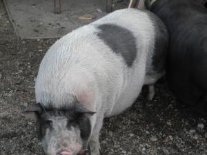 porci vietnamezi pentru craciun