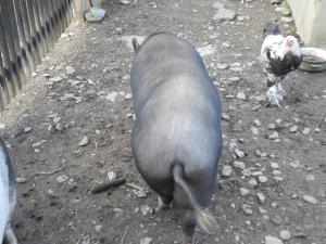 porci vietnamezi pentru craciun