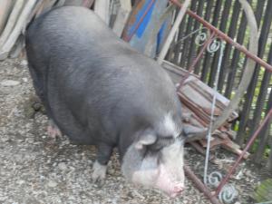 porci vietnamezi pentru craciun