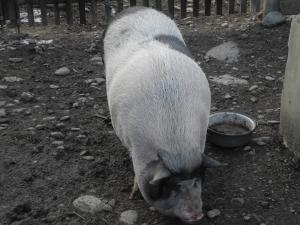 porci vietnamezi pentru craciun