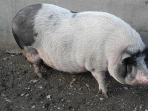 porci vietnamezi pentru craciun