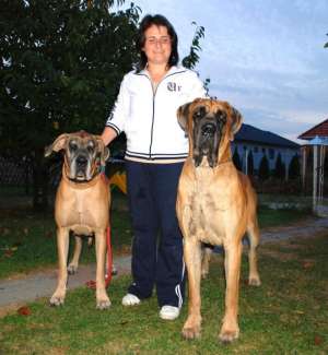 PUI  DOG GERMAN GALBENI si TIGRAT de EXCEPTIE