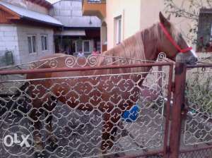 vand iapa