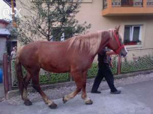 vand iapa