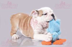 VAND CAINI BULLDOG ENGLEZ BUCURESTI IASI ORADEA BRASOV GALATI CONSTANTA TIMISOARA