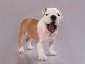 VAND CAINI BULLDOG ENGLEZ BUCURESTI IASI ORADEA BRASOV GALATI CONSTANTA TIMISOARA