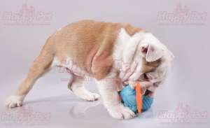 VAND CAINI BULLDOG ENGLEZ BUCURESTI IASI ORADEA BRASOV GALATI CONSTANTA TIMISOARA