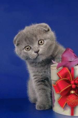 VAND PISICI SCOTTISH FOLD BUCURESTI IASI ORADEA BRASOV