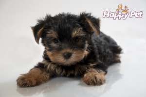 VAND CAINI YORKSHIRE TERRIER BUCURESTI BRASOV IASI ORADEA GALATI TIMISOARA CONSTANTA