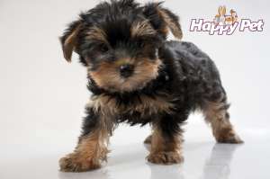 VAND CAINI YORKSHIRE TERRIER BUCURESTI BRASOV IASI ORADEA GALATI TIMISOARA CONSTANTA