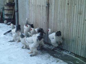 VAND COCOSI BRAHMA HERMINAT DESCHIS,        SAU DAU UN COCOS PE 2 PUICUTE