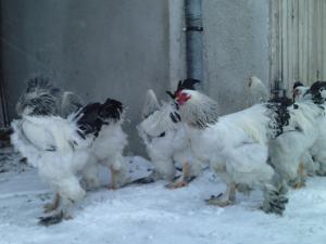 VAND COCOSI BRAHMA HERMINAT DESCHIS,        SAU DAU UN COCOS PE 2 PUICUTE