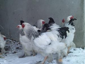 VAND COCOSI BRAHMA HERMINAT DESCHIS,        SAU DAU UN COCOS PE 2 PUICUTE