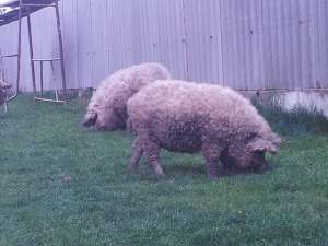 Porci grasi mangalita