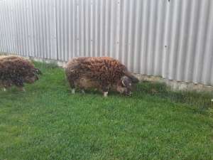 Porci grasi mangalita