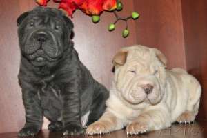 shar pei linie deosebita blue