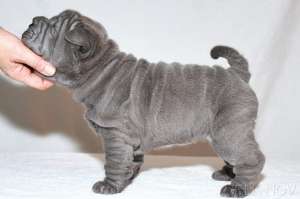 shar pei linie deosebita blue
