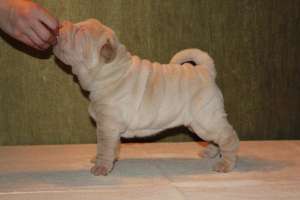 shar pei linie deosebita blue