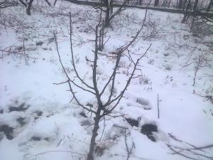 curatat pomi