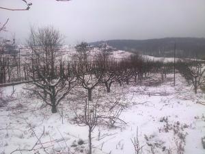 curatat pomi