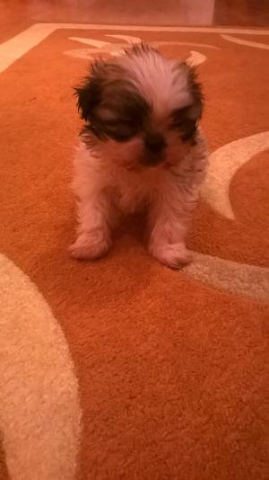 Pui shih-tzu de vanzare