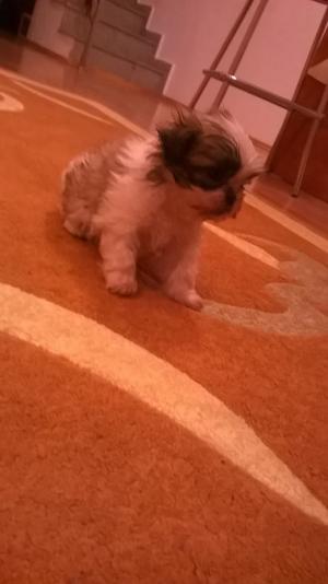 Pui shih-tzu de vanzare