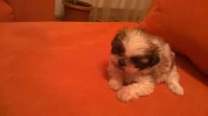 shih-tzu
