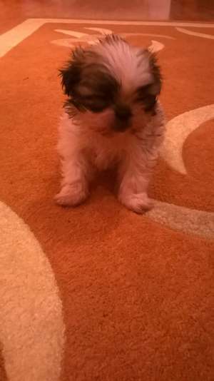 shih-tzu