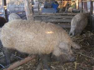 Mangalita ,    porc pentru sacrificare