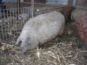 Mangalita ,    porc pentru sacrificare