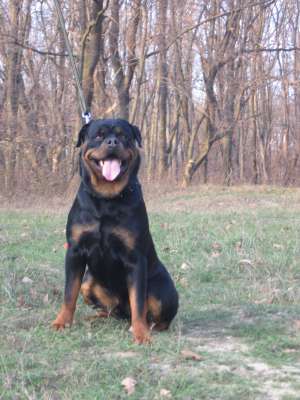 MONTA ROTTWEILER