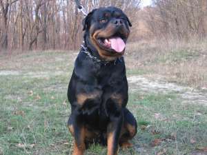 MONTA ROTTWEILER