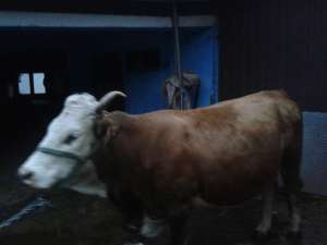 VACA DE VANZARE JUDETUL BIHOR