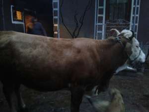 VACA DE VANZARE JUDETUL BIHOR