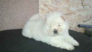 PUI CHOW-CHOW ALBI,       SUPERCALITATE