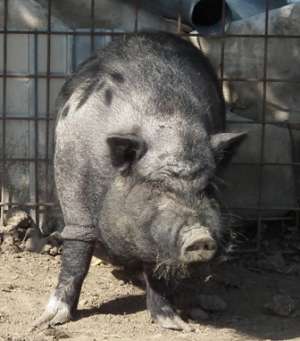 porc vietnamez pt sacrificat