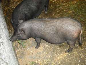 Vand porc vietnamez 2015