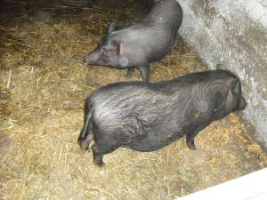 Vand porc vietnamez 2015