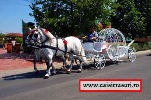 Cai si trasuri ! (Vanzari sau inchirieri)