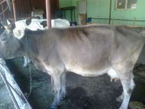 Vand 2 vaci holstein si 3 brune gestante cu transportul inclus.