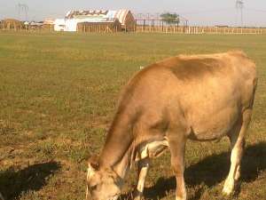 Vand 2 vaci holstein si 3 brune gestante cu transportul inclus.