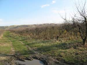 vand ferma de 14 hectare de meri